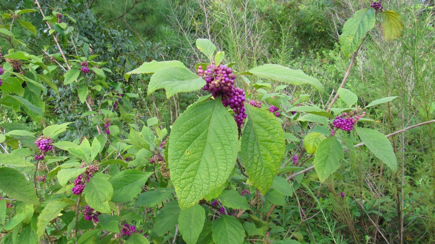 purple-rain3.jpg