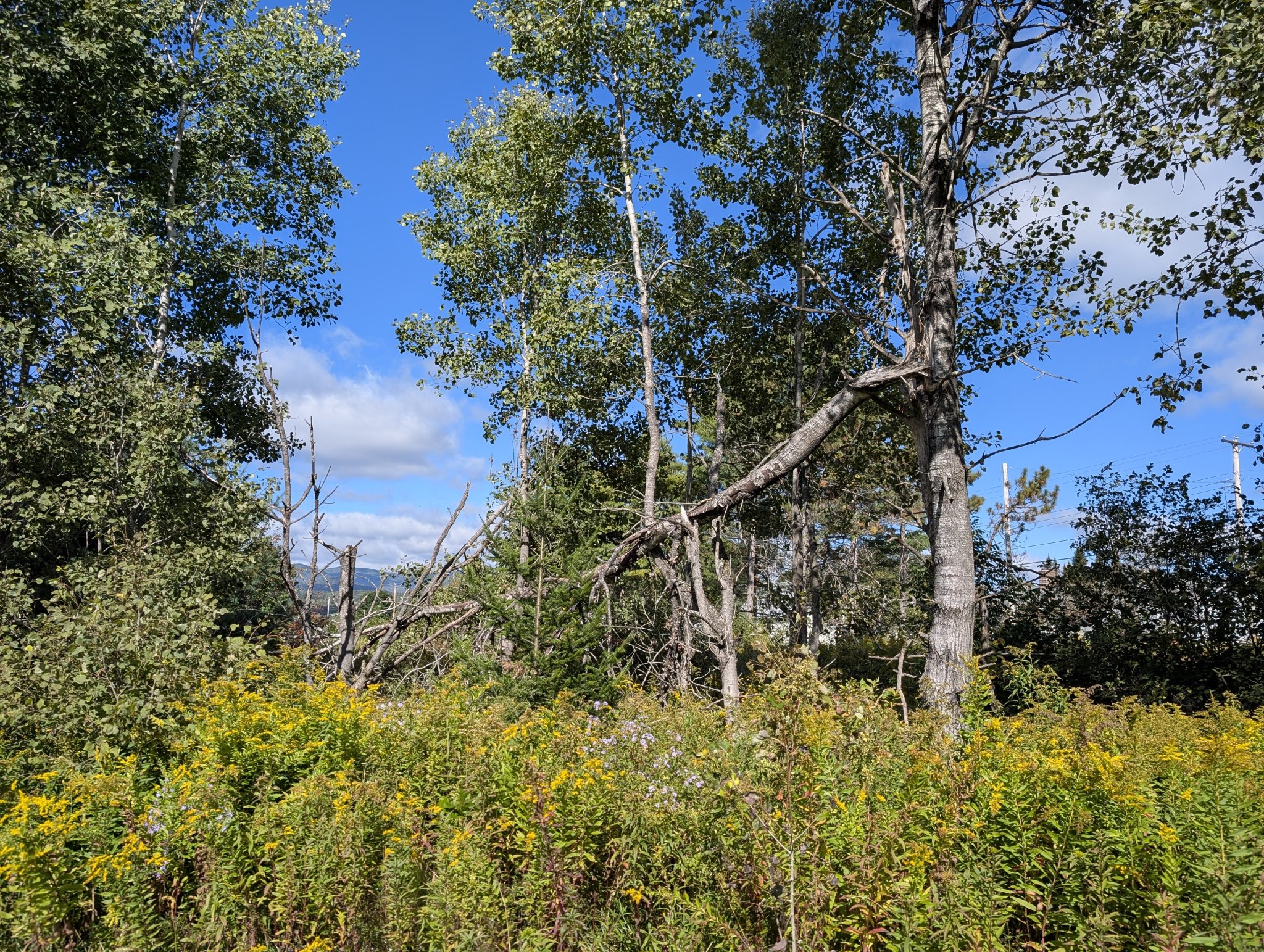 PXL_20250919_144301392.jpg