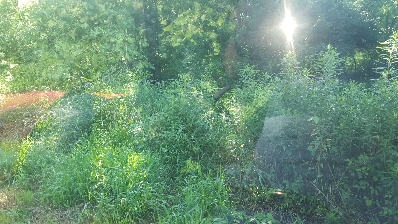 Resized_20190629_090904.jpeg