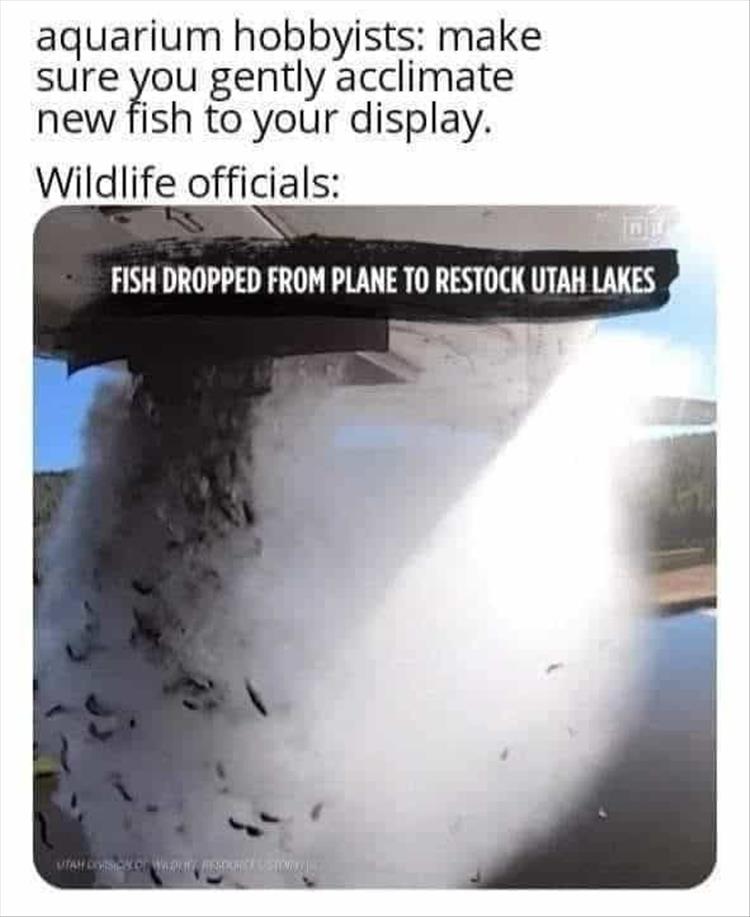 restock fish.jpg