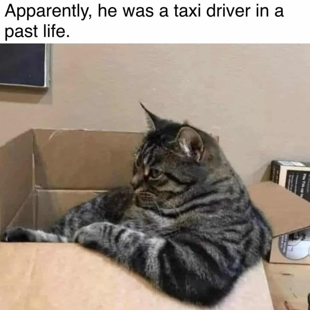 taxicat.jpg