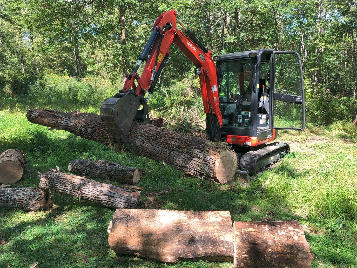 Tree3.jpg