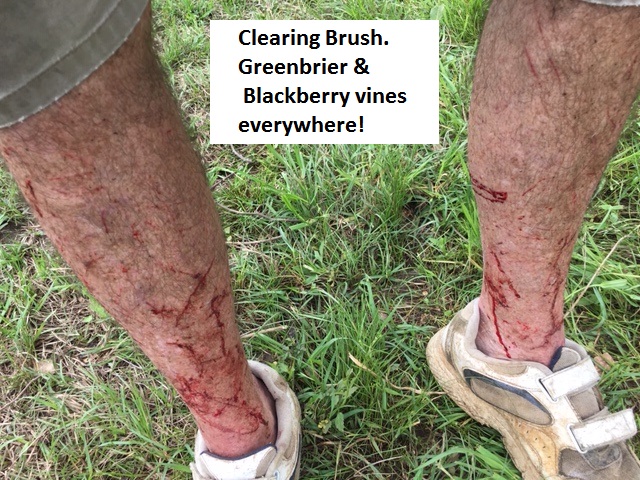 Vines1.jpg
