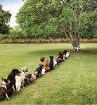 dogs pee on tree.jpg