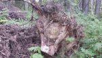 Stump2.jpg