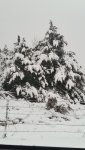 snow in the Cedars 012.jpg