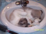 Bob in the sink 002.jpg