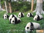 pandaherd.jpg