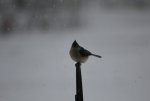 Tuffted Titmouse.JPG