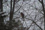 Red Shouldered Hawk 2.JPG