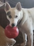 IMG_3728.jpeg