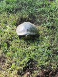 Backyard Momma Turtle.jpg