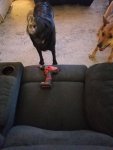 pups1.jpg