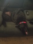 happypups.jpg