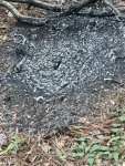 IMG_4025.jpeg
