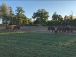 Pasture end.jpg