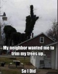 tree trimming.JPG