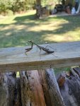 Backyard Buddy.jpg
