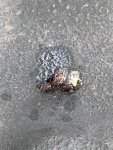 IMG_3298.jpeg
