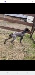 German Shorthair Pointer05-30-26.jpg