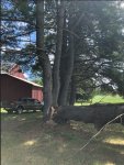 White Pine 1.jpg