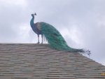 Peacock roof.jpg