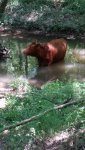 B8200 manual, cattle in creek 044.jpg