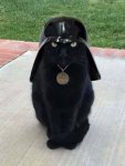 DarthCat.jpg