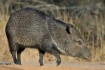 650520235 javelina collared peccary cover.jpg