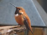 rufous hummingbird.jpg