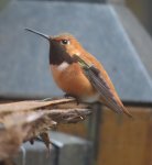 rufous hummingbird1.jpg