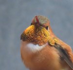 rufous hummingbird2.jpg