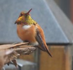 rufous hummingbird3.jpg