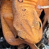 OrangeEft