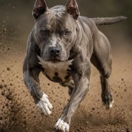 Bulldog Rush