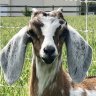 GoatGuy