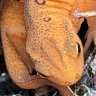 OrangeEft